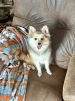 Bo Duke, a male Pomsky for sale in Mason City, IA – 4 of 10