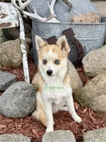 Jesse, a male Pomsky for sale in Mason City, IA – 7 of 10