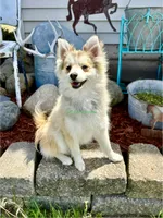 Bo Duke, a male Pomsky for sale in Mason City, IA – 2 of 10