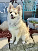 Bo Duke, a male Pomsky for sale in Mason City, IA – 5 of 10