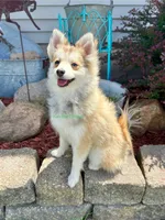 Bo Duke, a male Pomsky for sale in Mason City, IA – 6 of 10