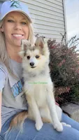 Bo Duke, a male Pomsky for sale in Mason City, IA – 7 of 10