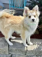 Bo Duke, a male Pomsky for sale in Mason City, IA – 4 of 10