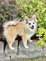 Bo Duke, a male Pomsky for sale in Mason City, IA – 8 of 10