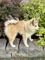Bo Duke, a male Pomsky for sale in Mason City, IA – 9 of 10