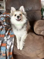 Bo Duke, a male Pomsky for sale in Mason City, IA – 3 of 10