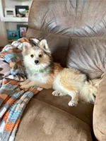 Bo Duke, a male Pomsky for sale in Mason City, IA – 7 of 10