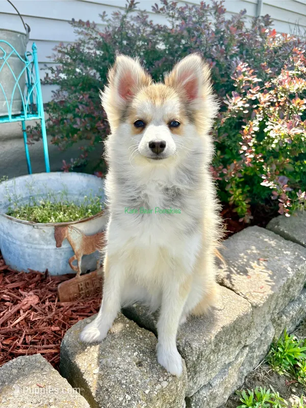 Bo Duke – Pomsky puppy for sale in Mason City, IA
