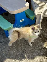 Bo Duke, a male Pomsky for sale in Mason City, IA – 3 of 10