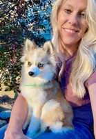 Daisy Duke, a female Pomsky for sale in Mason City, IA – 3 of 10