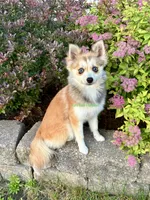 Lulu, a female Pomsky for sale in Mason City, IA – 4 of 10