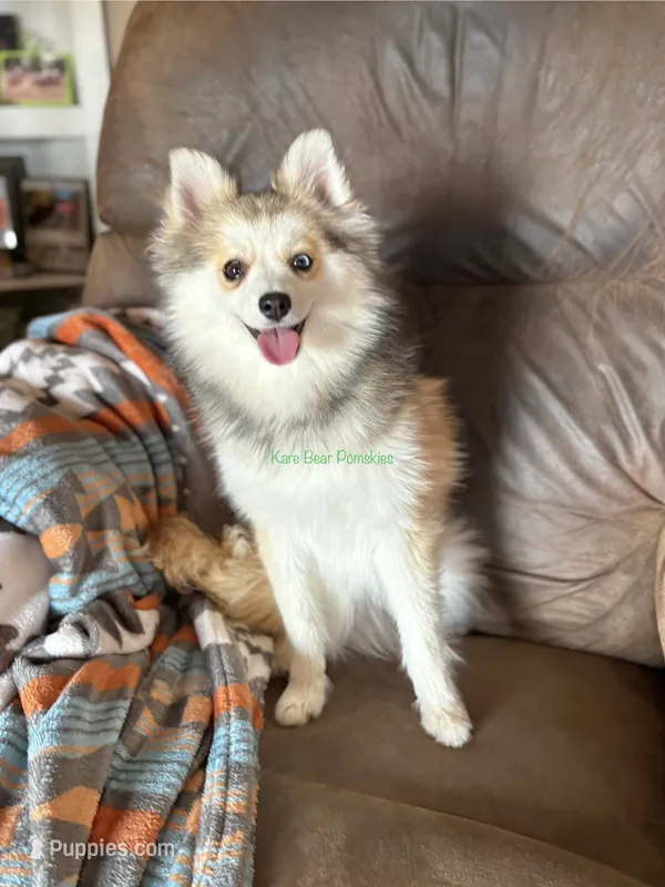 Bo Duke – Pomsky puppy for sale in Mason City, IA