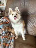 Bo Duke, a male Pomsky for sale in Mason City, IA – 1 of 10