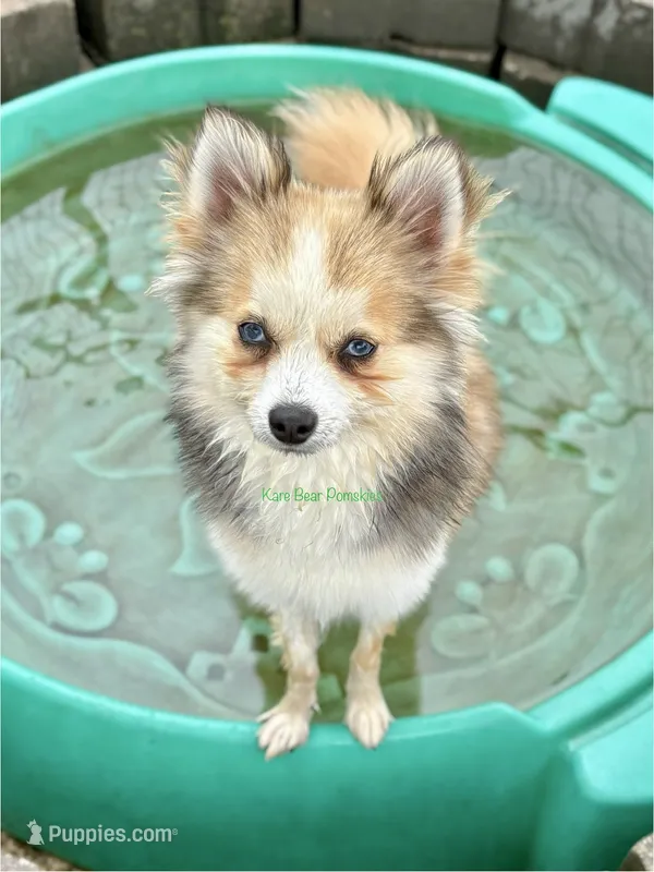 Daisy Duke – Pomsky puppy for sale in Mason City, IA