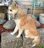 Lulu, a female Pomsky for sale in Mason City, IA – 7 of 10