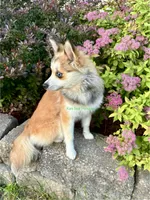 Lulu, a female Pomsky for sale in Mason City, IA – 5 of 10
