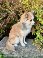 Daisy Duke, a female Pomsky for sale in Mason City, IA – 5 of 10