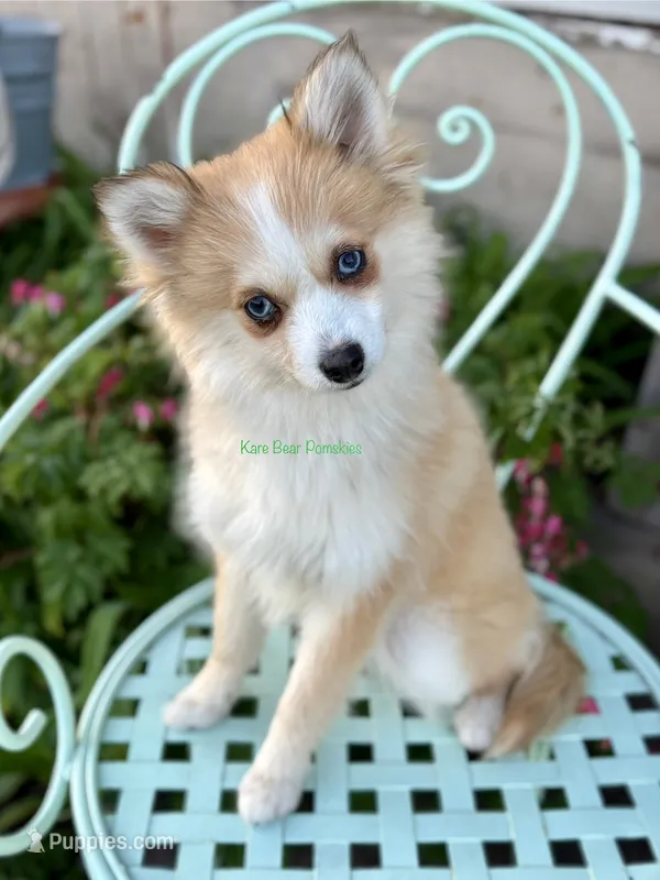 Daisy Duke – Pomsky puppy for sale in Mason City, IA
