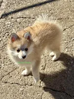 Bo Duke, a male Pomsky for sale in Mason City, IA – Photo 8 of 10