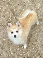 Bo Duke, a male Pomsky for sale in Mason City, IA – 3 of 10