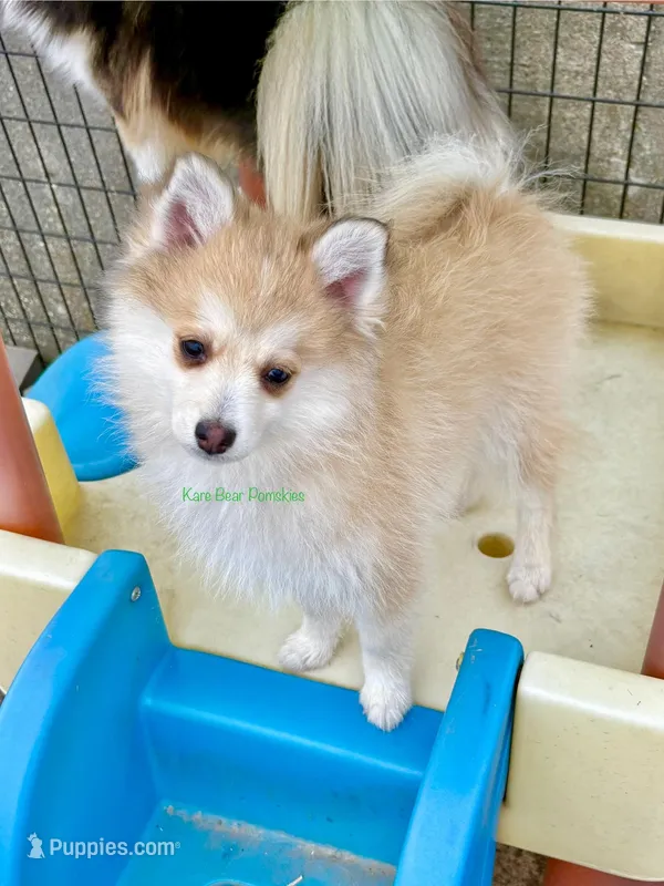 Bo Duke – Pomsky puppy for sale in Mason City, IA