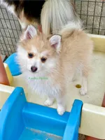 Bo Duke, a male Pomsky for sale in Mason City, IA – 4 of 10