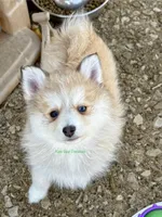 Bo Duke, a male Pomsky for sale in Mason City, IA – Photo 6 of 10