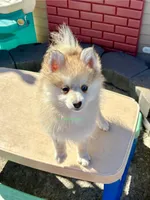 Bo Duke, a male Pomsky for sale in Mason City, IA – Photo 3 of 10