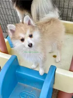 Bo Duke, a male Pomsky for sale in Mason City, IA – 5 of 10