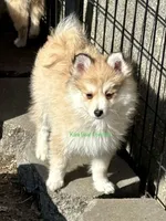 Bo Duke, a male Pomsky for sale in Mason City, IA – Photo 2 of 10
