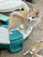 Bo Duke, a male Pomsky for sale in Mason City, IA – 6 of 10