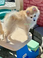 Bo Duke, a male Pomsky for sale in Mason City, IA – Photo 5 of 10