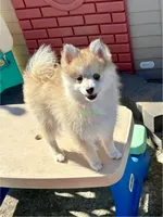 Bo Duke, a male Pomsky for sale in Mason City, IA – Photo 4 of 10