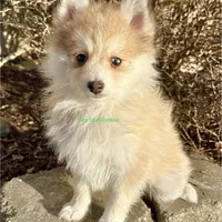 Bo Duke, a male Pomsky for sale in Mason City, IA – Photo 10 of 10