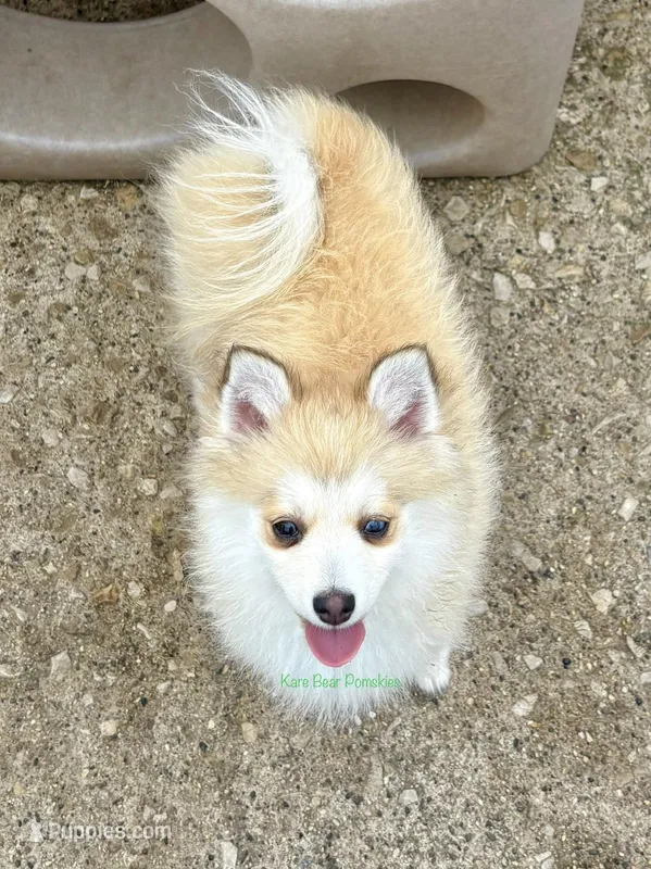 Bo Duke – Pomsky puppy for sale in Mason City, IA
