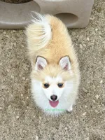 Bo Duke, a male Pomsky for sale in Mason City, IA – 1 of 10
