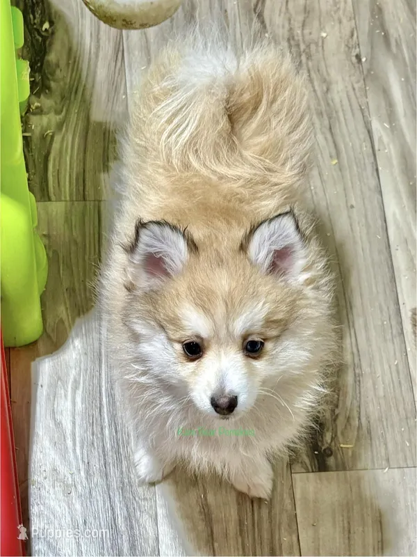 Bo Duke – Pomsky puppy for sale in Mason City, IA