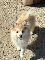 Bo Duke, a male Pomsky for sale in Mason City, IA – Photo 7 of 10
