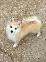 Bo Duke, a male Pomsky for sale in Mason City, IA – 2 of 10