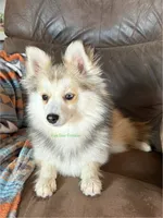 Bo Duke, a male Pomsky for sale in Mason City, IA – 8 of 10