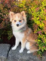 Daisy Duke, a female Pomsky for sale in Mason City, IA – 2 of 10