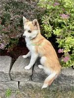 Jesse, a male Pomsky for sale in Mason City, IA – 2 of 10