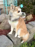 Lulu, a female Pomsky for sale in Mason City, IA – 10 of 10