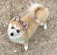 Lulu, a female Pomsky for sale in Mason City, IA – 2 of 10