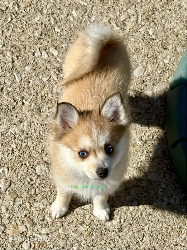 Lulu – Pomsky puppy for sale in Mason City, IA