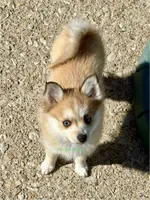 Lulu, a female Pomsky for sale in Mason City, IA – Photo 1 of 10