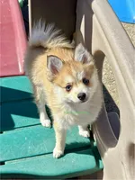 Lulu, a female Pomsky for sale in Mason City, IA – Photo 3 of 10