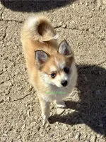 Lulu, a female Pomsky for sale in Mason City, IA – Photo 4 of 10