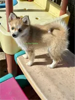 Lulu, a female Pomsky for sale in Mason City, IA – Photo 5 of 10