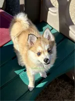 Lulu, a female Pomsky for sale in Mason City, IA – Photo 6 of 10